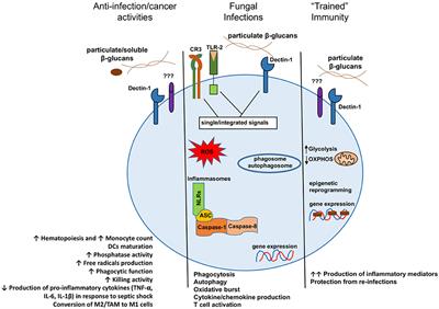 Structure-Functional Activity Relationship of β-Glucans From the Perspective of Immunomodulation: A Mini-Review